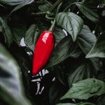 How to Boost Your Metabolism: Foods That Help You Burn More Calories