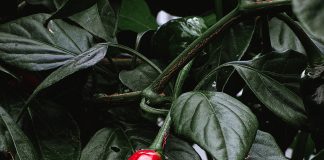 How to Boost Your Metabolism: Foods That Help You Burn More Calories